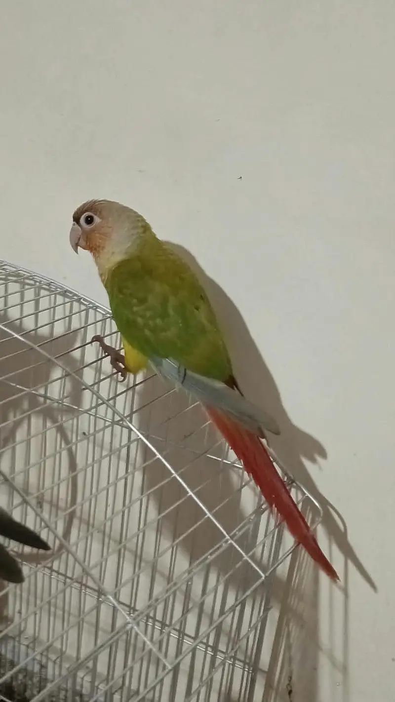 Pinapple Conure Pair — photo 4
