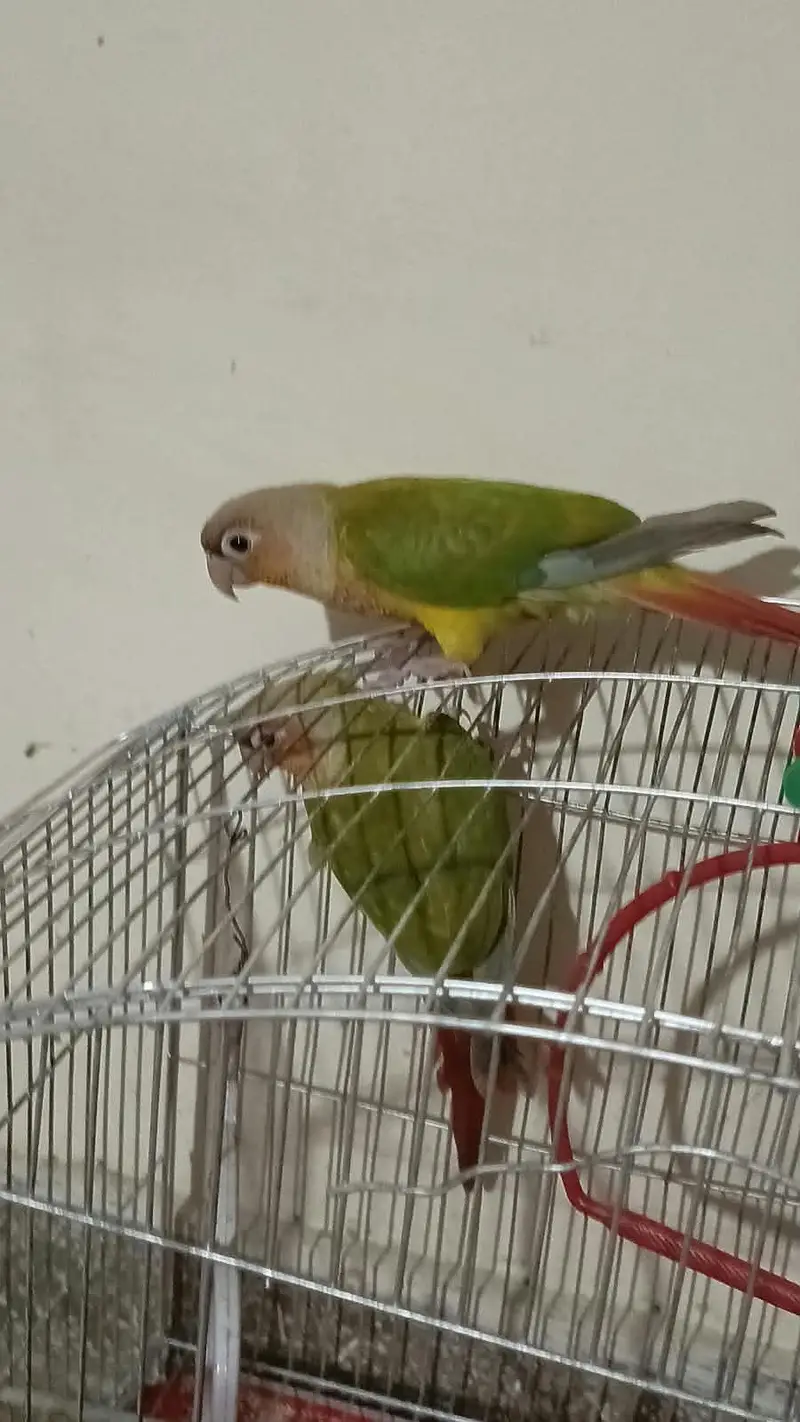 Pinapple Conure Pair — photo 5