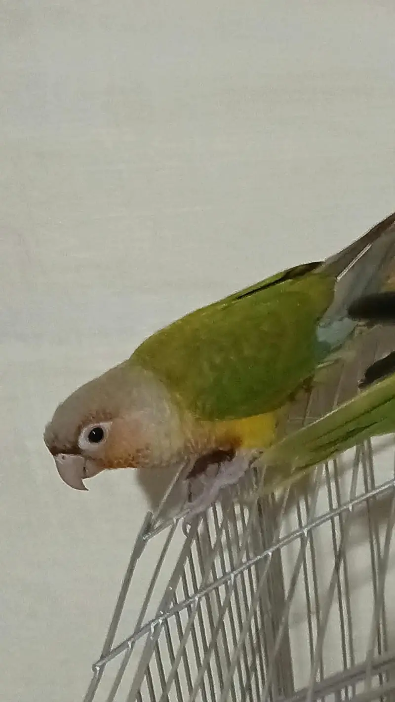 Pinapple Conure Pair — photo 6