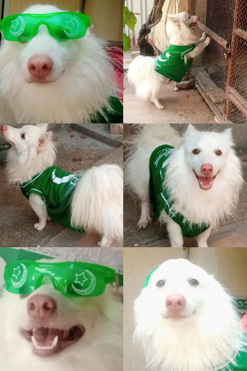 Russian male dog (small size)  triple coat with long tail — photo 8