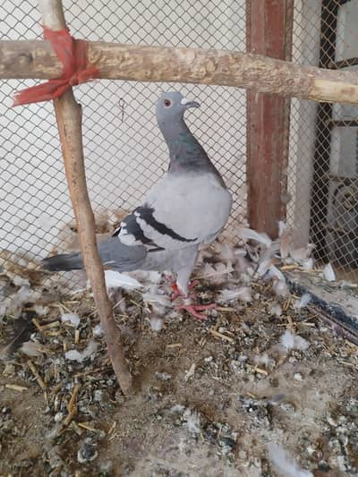 female for sale