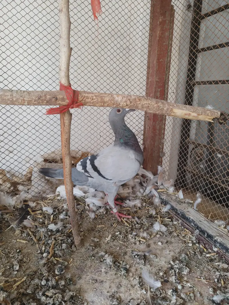 female for sale — photo 2