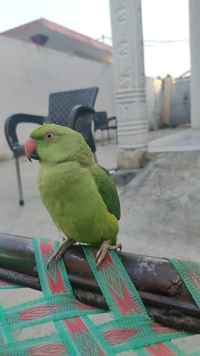 bredar female for sale hand tamed 15month age location kallar syedan