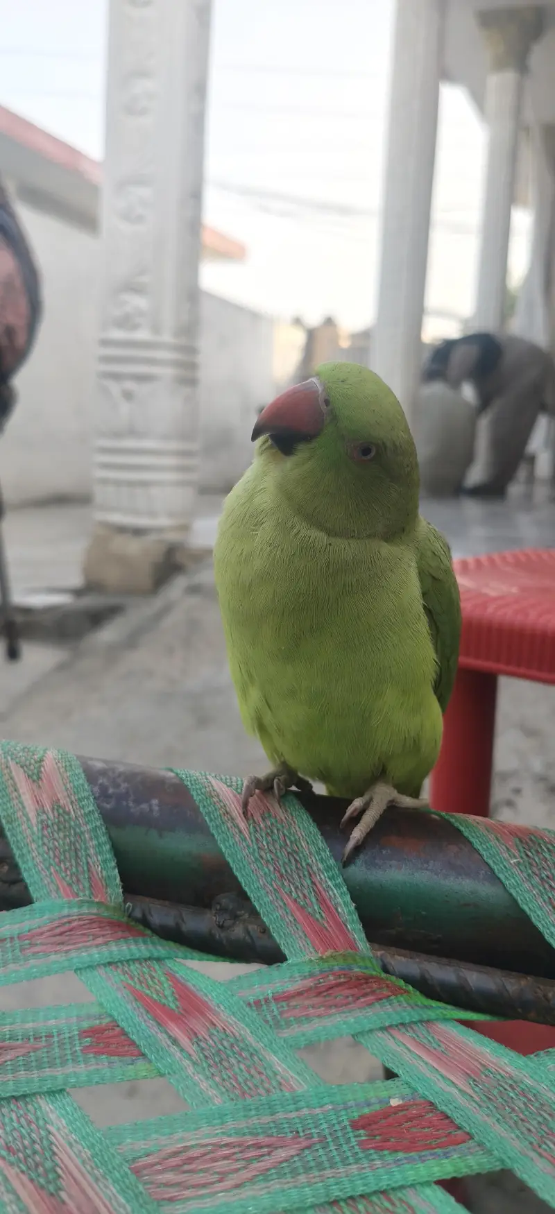 bredar female for sale hand tamed 15month age location kallar syedan — photo 2