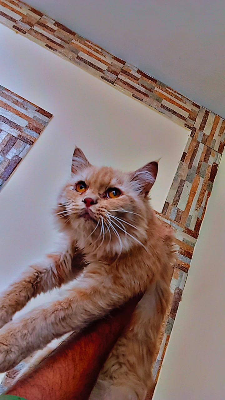 persian cat 1