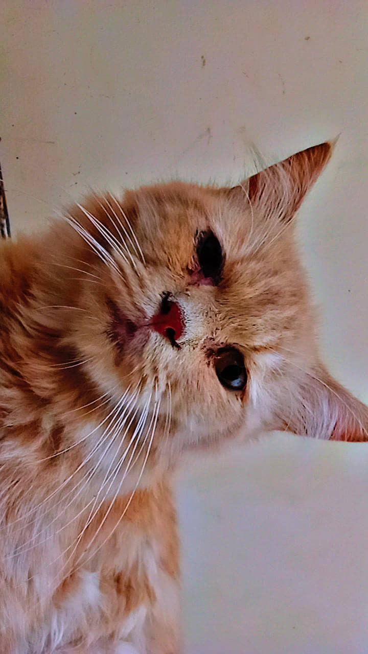 persian cat 2