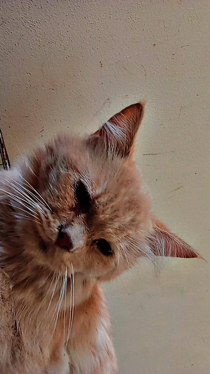 persian cat 3