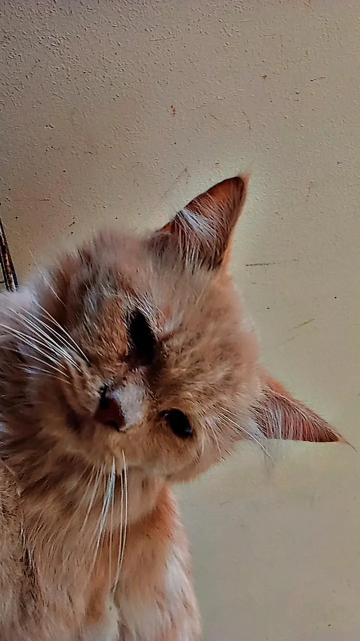 persian cat — photo 4