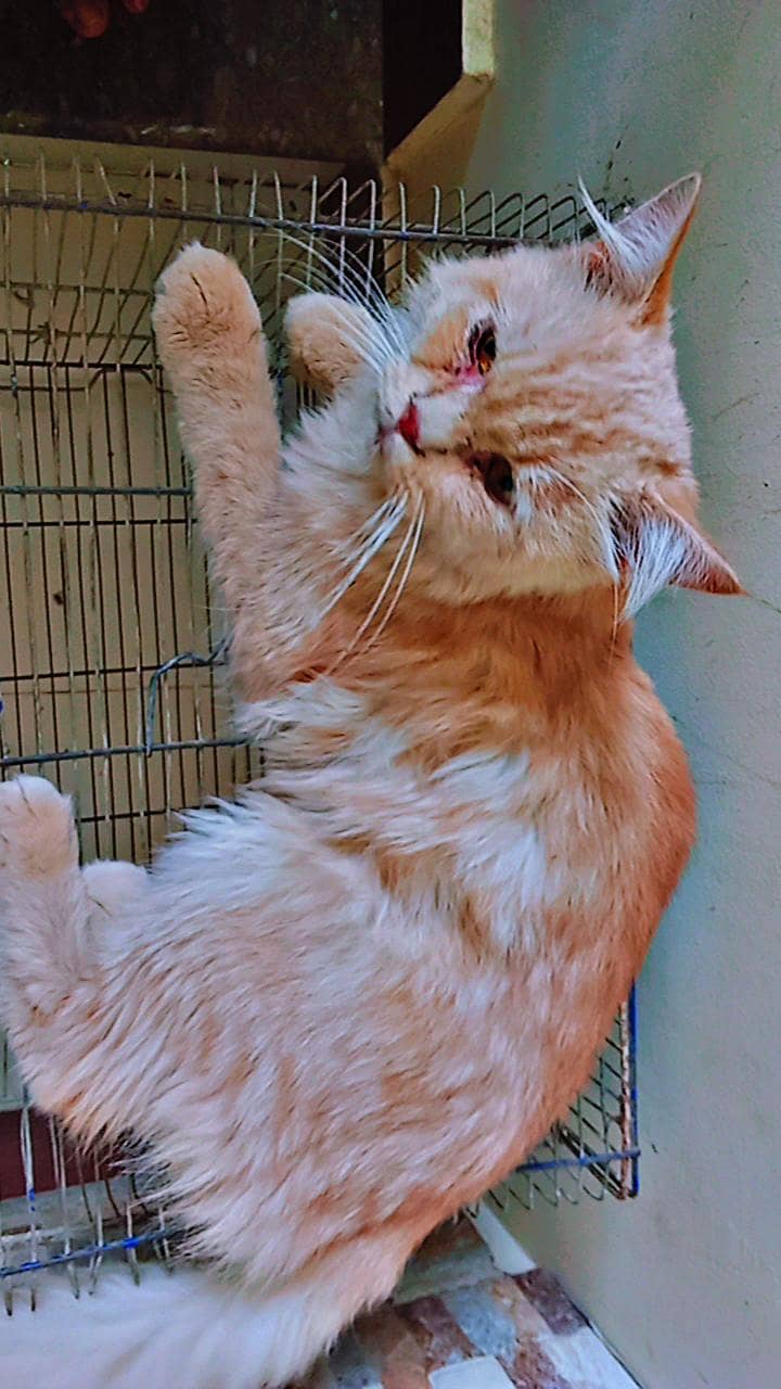 persian cat 4