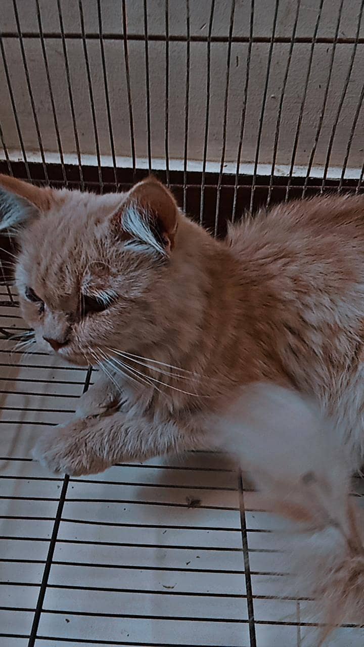 persian cat 5