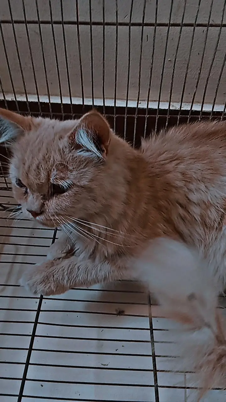 persian cat — photo 6