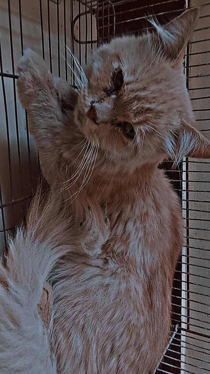persian cat 6