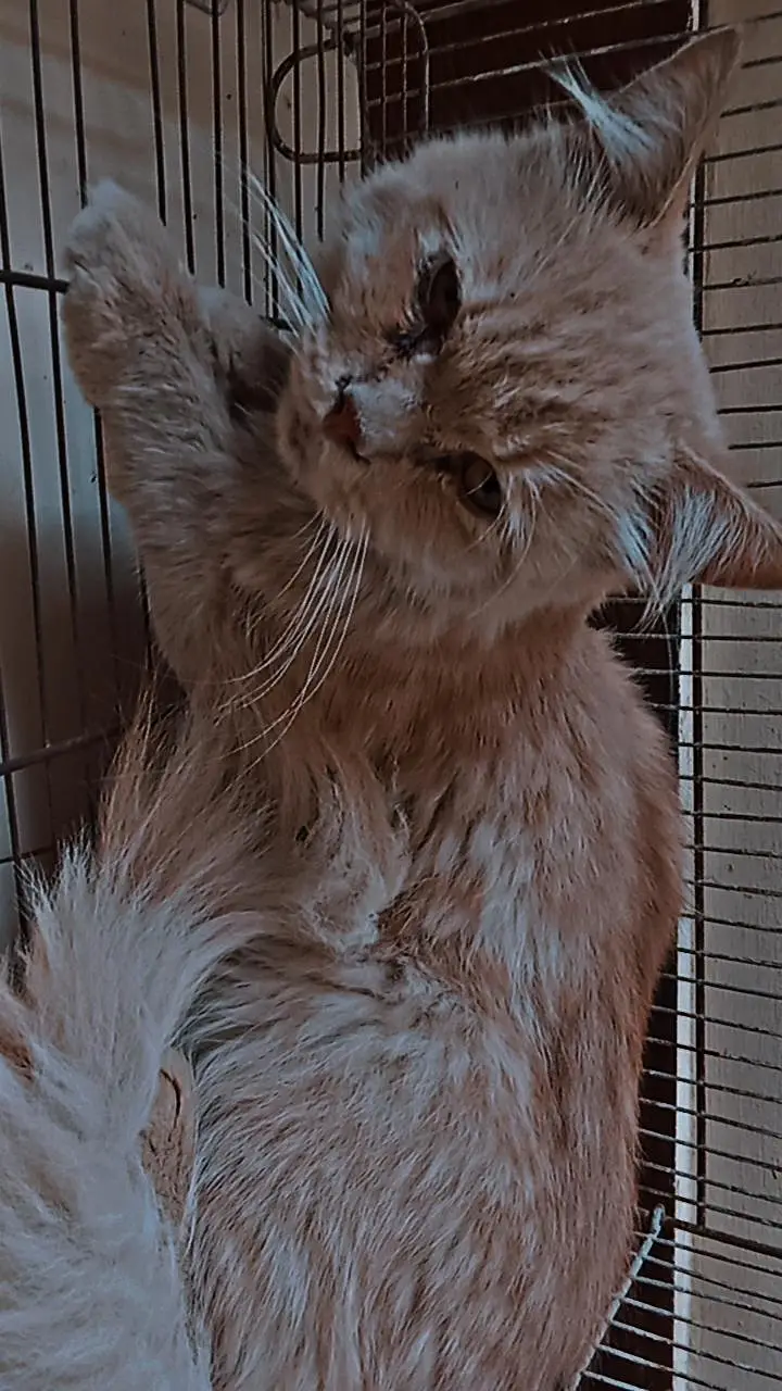 persian cat — photo 7