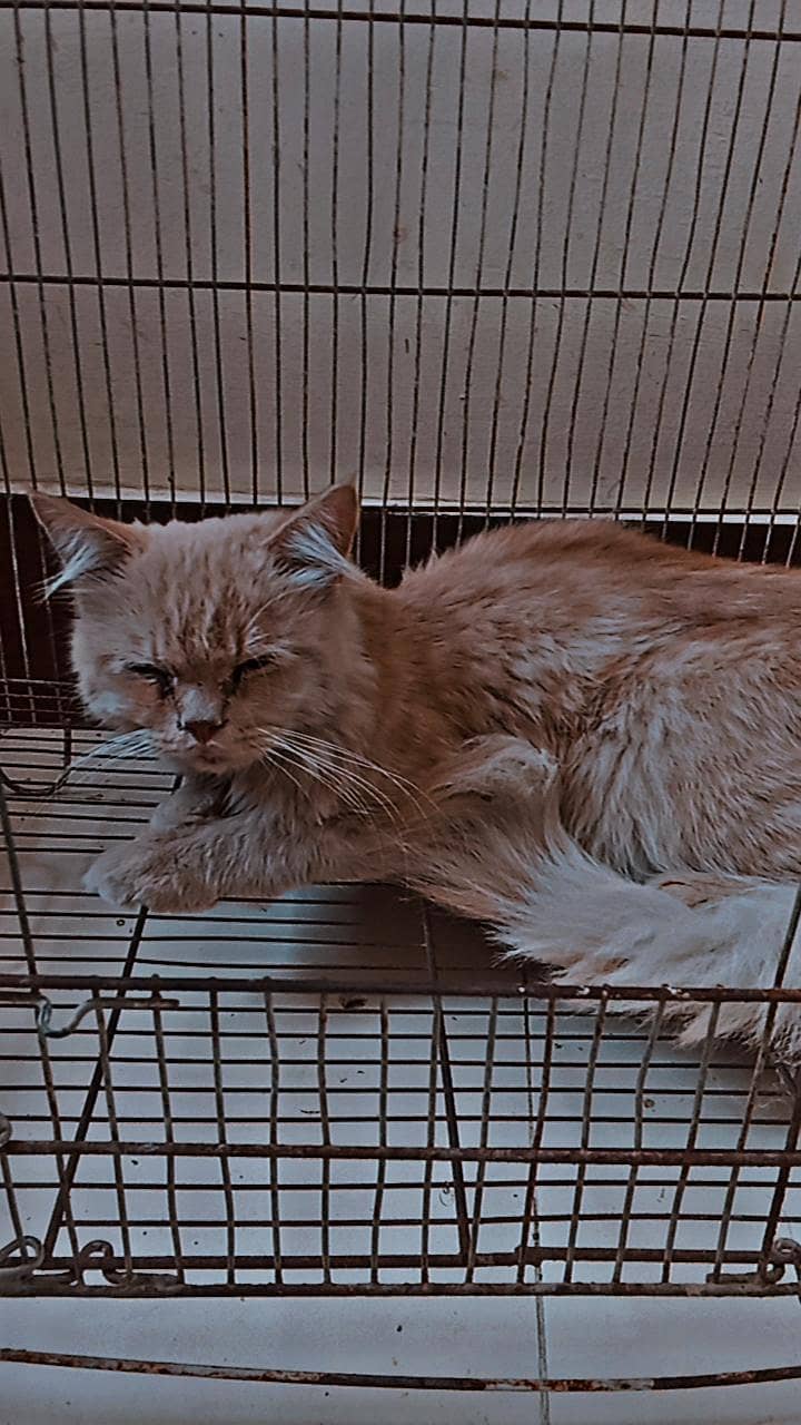 persian cat 7