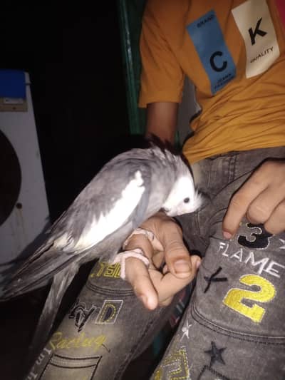 cocktail parrots