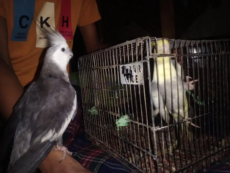 cocktail parrots — photo 2