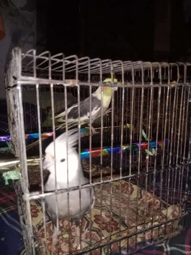 cocktail parrots — photo 3