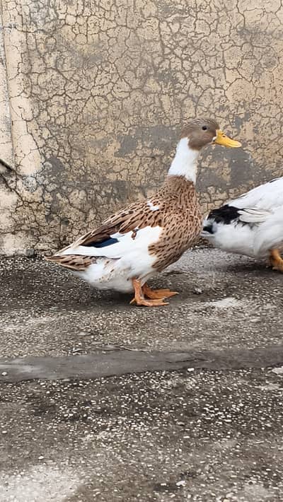 Ducks  for sale