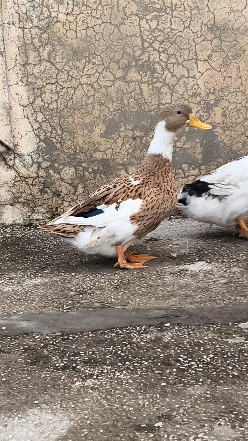 Ducks  for sale