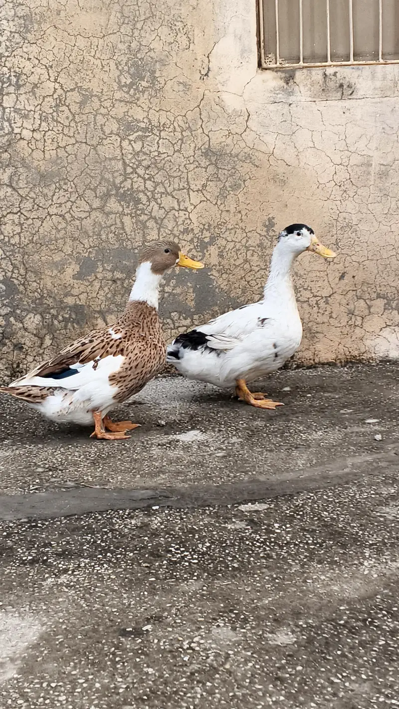Ducks  for sale — photo 2
