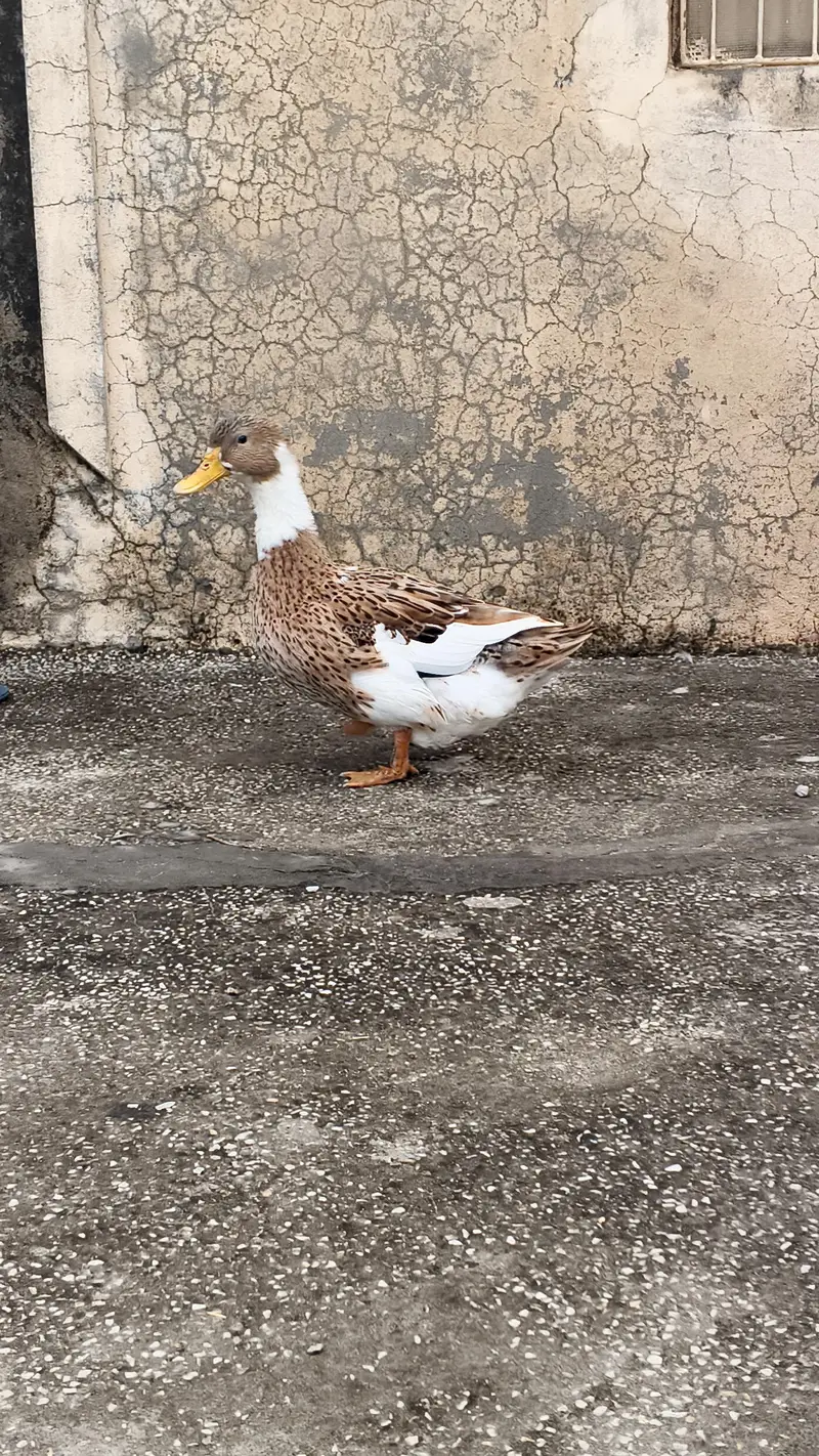 Ducks  for sale — photo 3