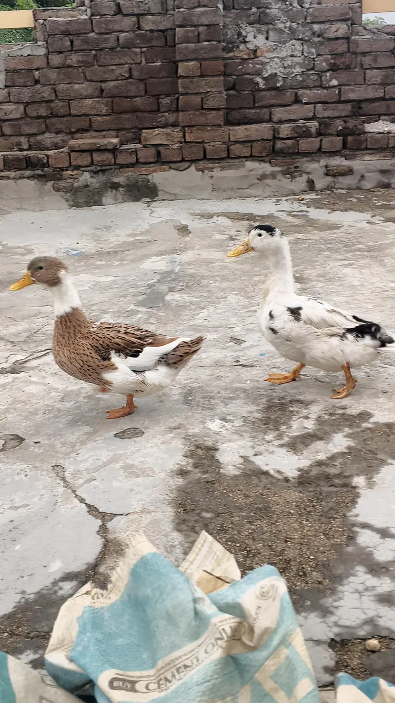 Ducks  for sale — photo 4