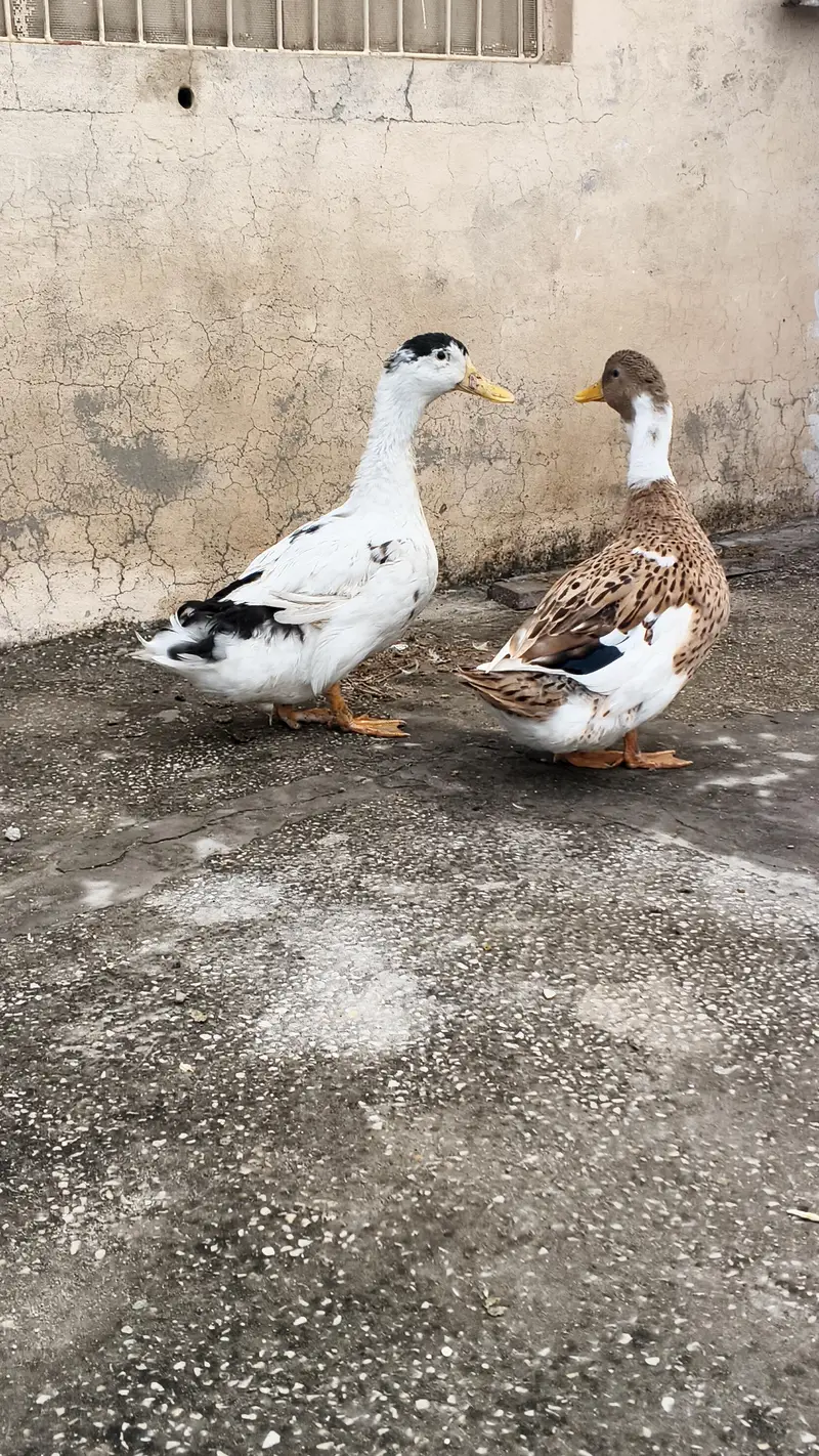 Ducks  for sale — photo 5