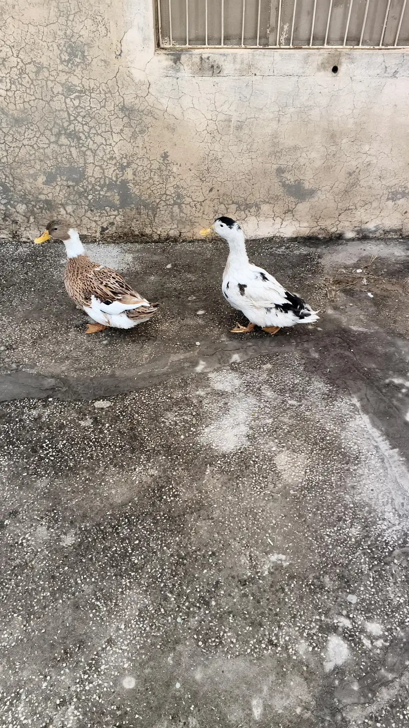 Ducks  for sale — photo 6