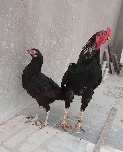 aseel lasani muska pair old bloodline murga patha murgi