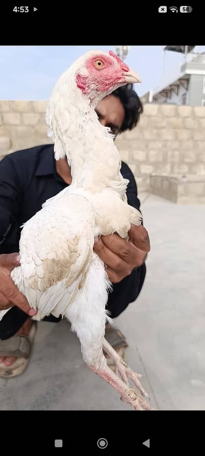 Heera Female