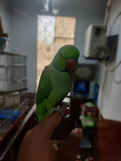 fully hand tame green ringneck plum head and cocktail bhi available hn