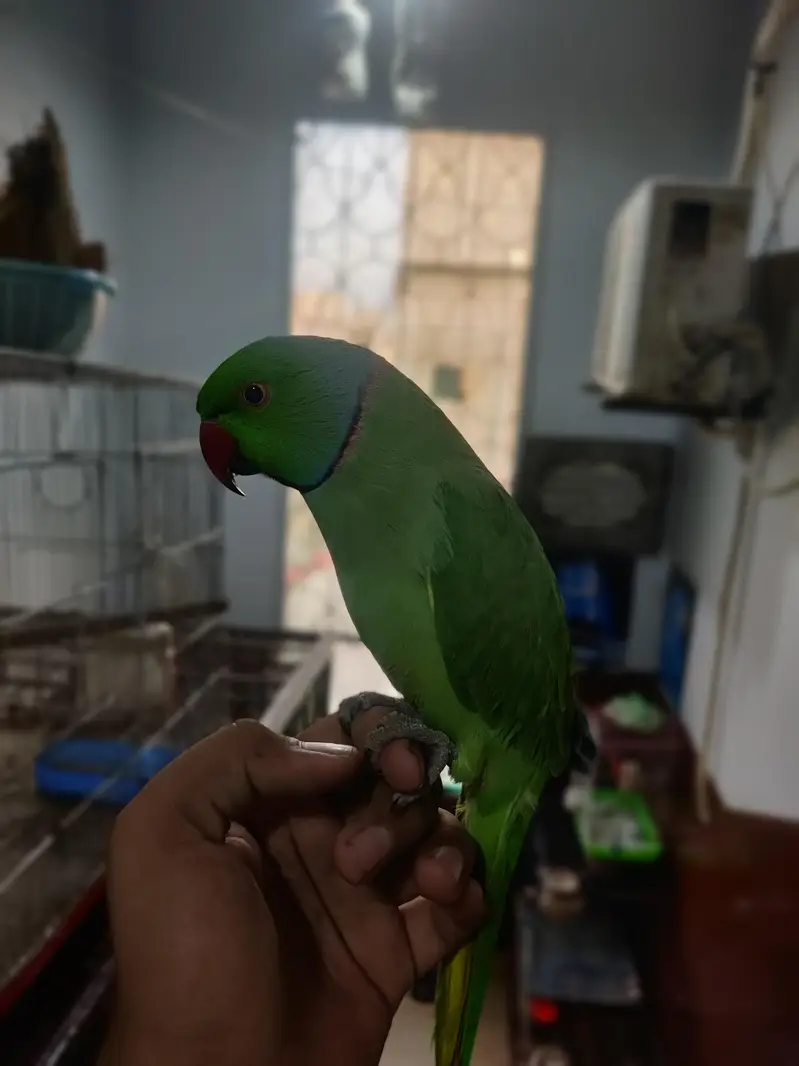 fully hand tame green ringneck plum head and cocktail bhi available hn — photo 2