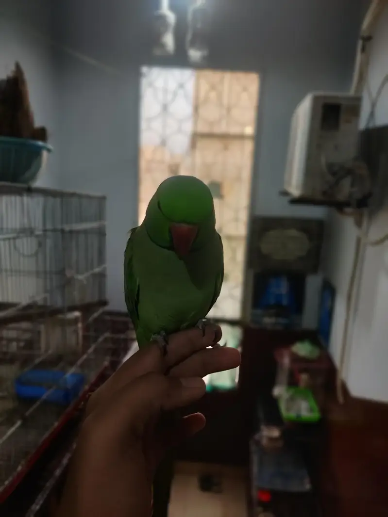 fully hand tame green ringneck plum head and cocktail bhi available hn — photo 3