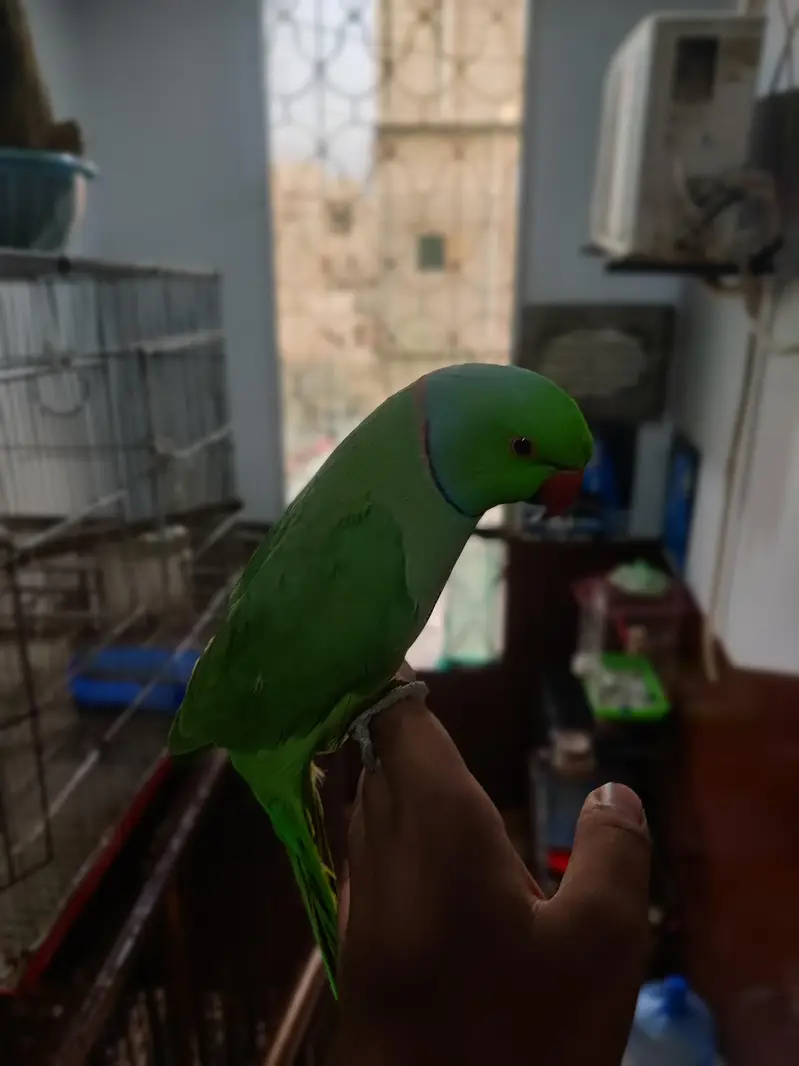 fully hand tame green ringneck plum head and cocktail bhi available hn — photo 4