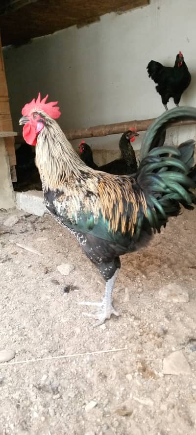 Rooster for Sale