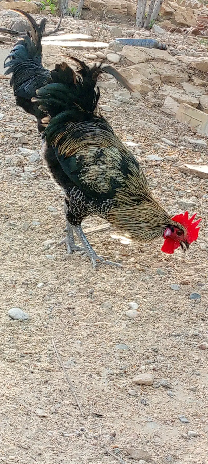 Rooster for Sale — photo 2
