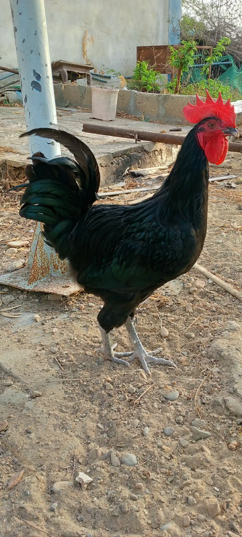 Rooster for Sale — photo 3