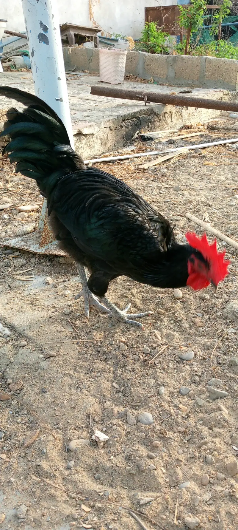 Rooster for Sale — photo 4