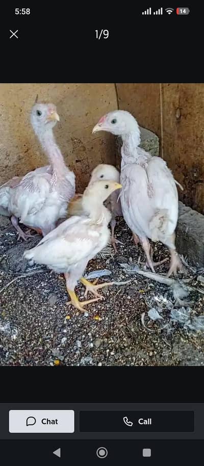 aseel heera chicks