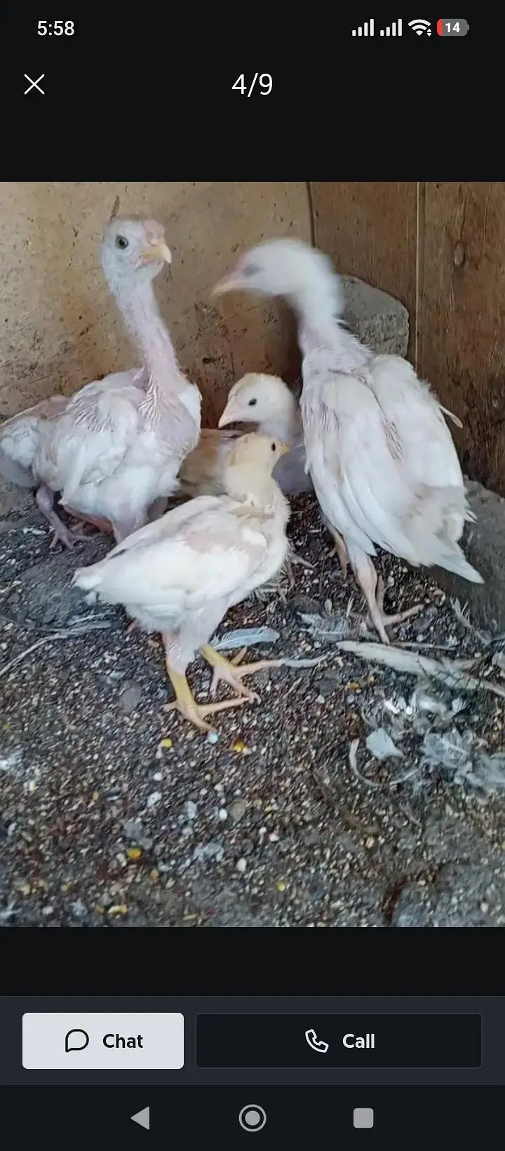 aseel heera chicks — photo 2