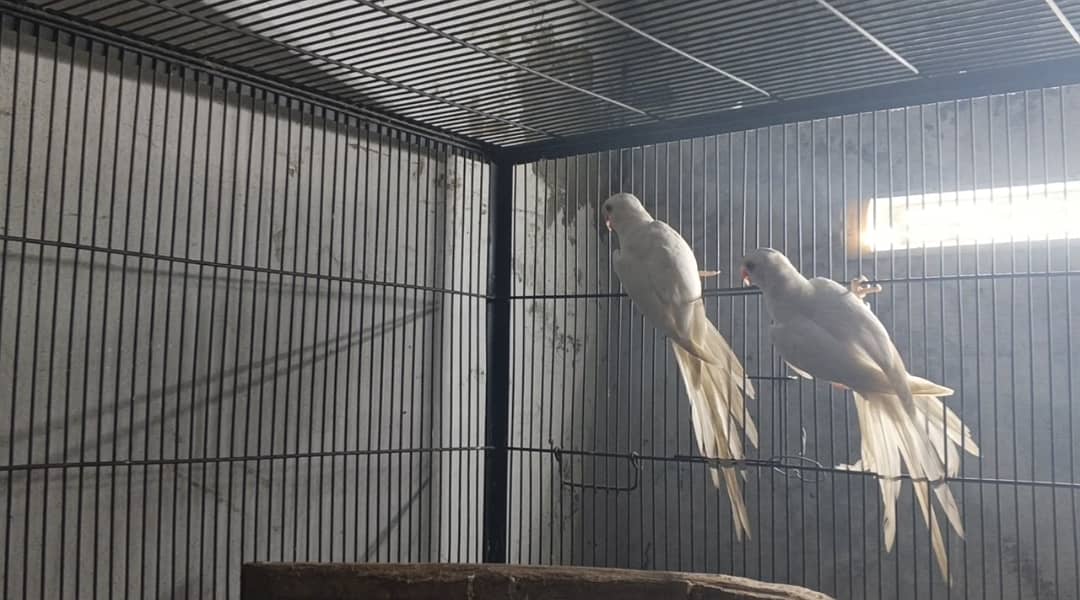 Birds 1