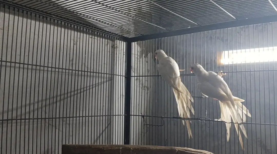Birds — photo 2
