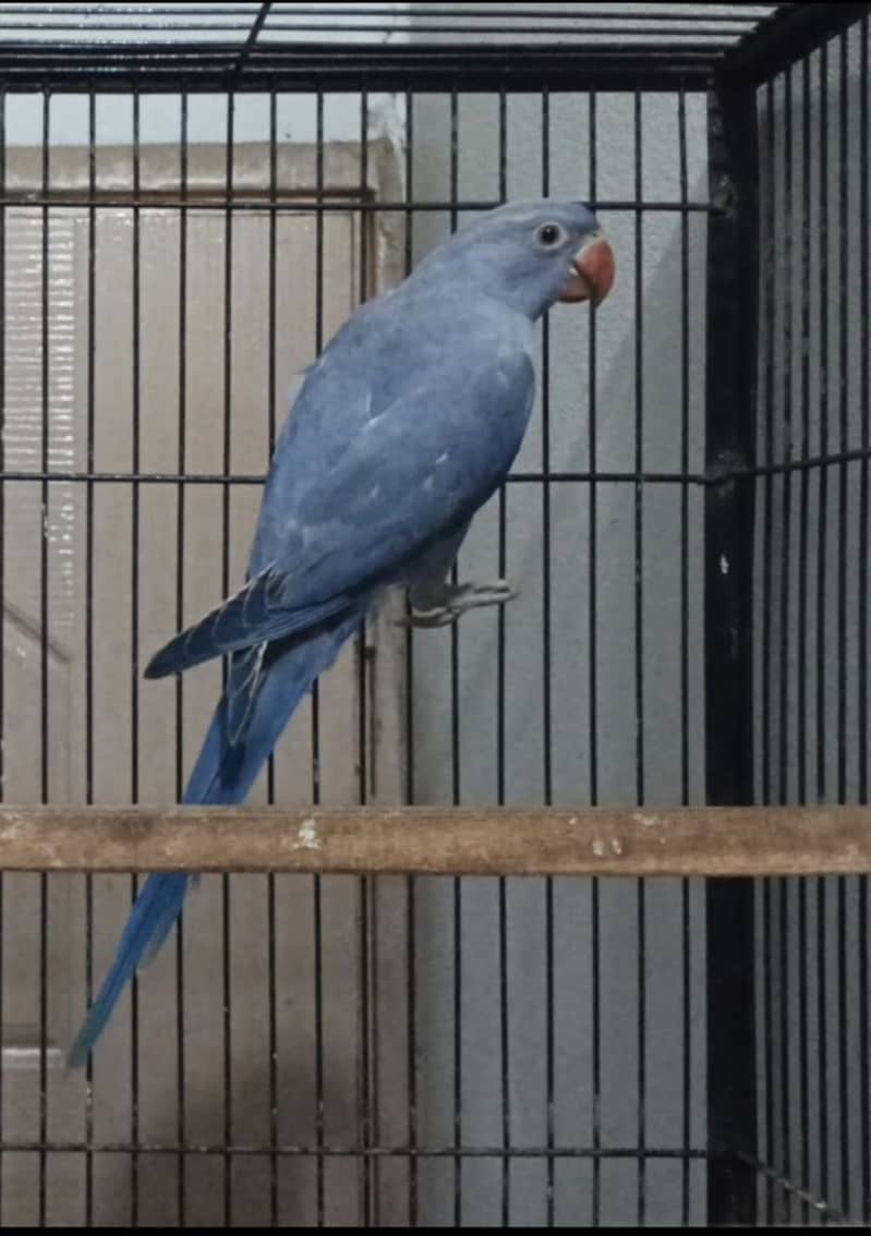 Birds 2