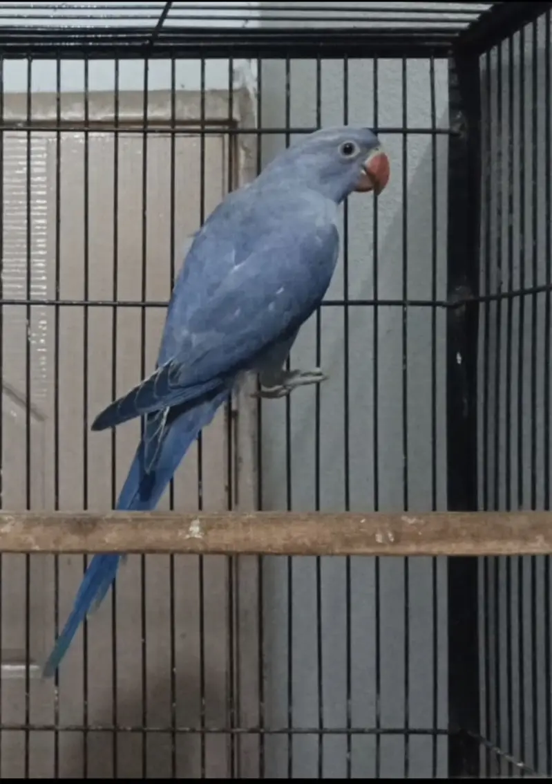 Birds — photo 3