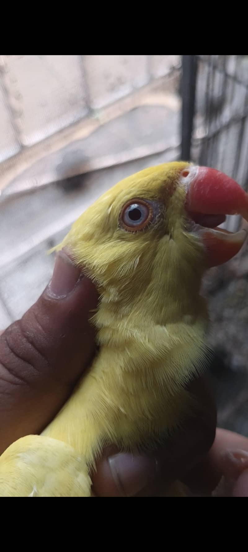 Birds 3