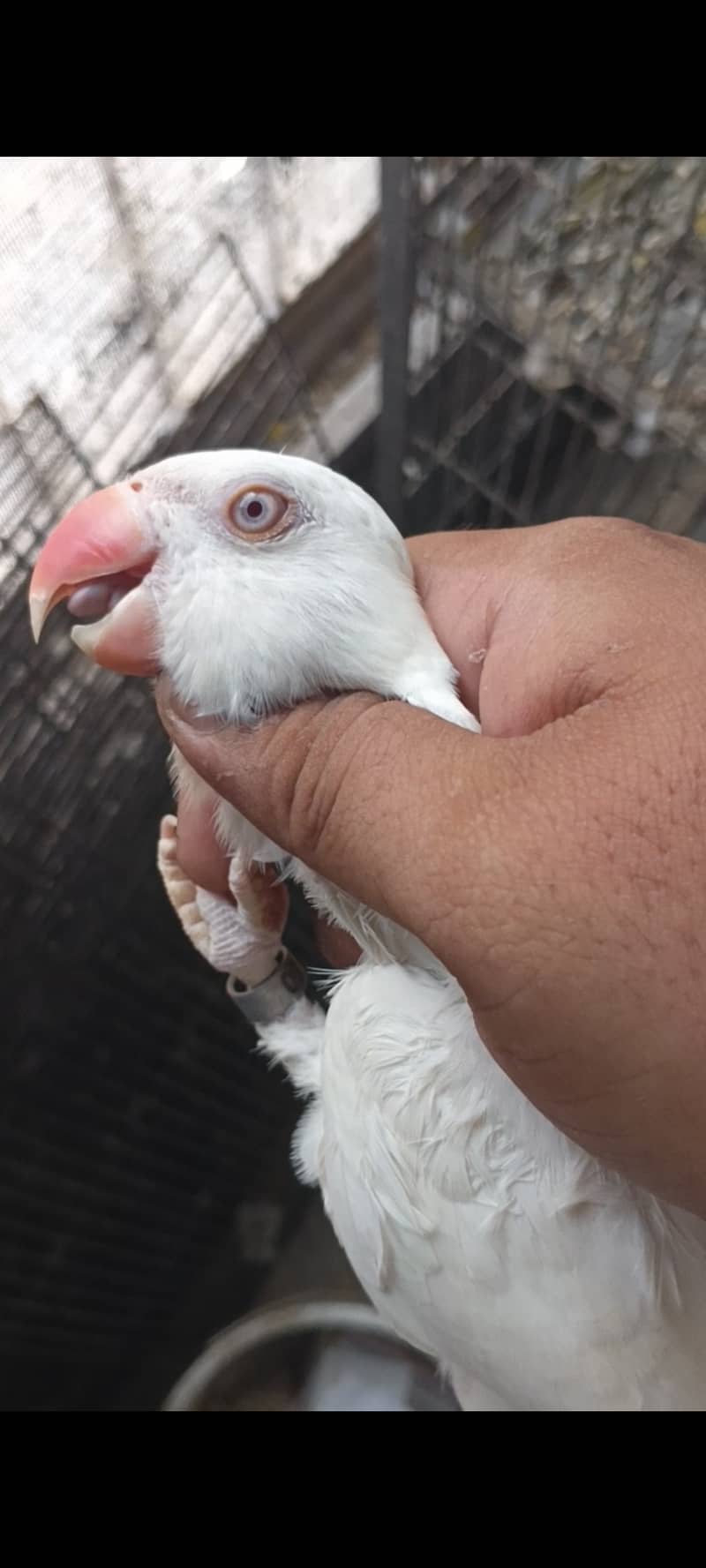 Birds 4