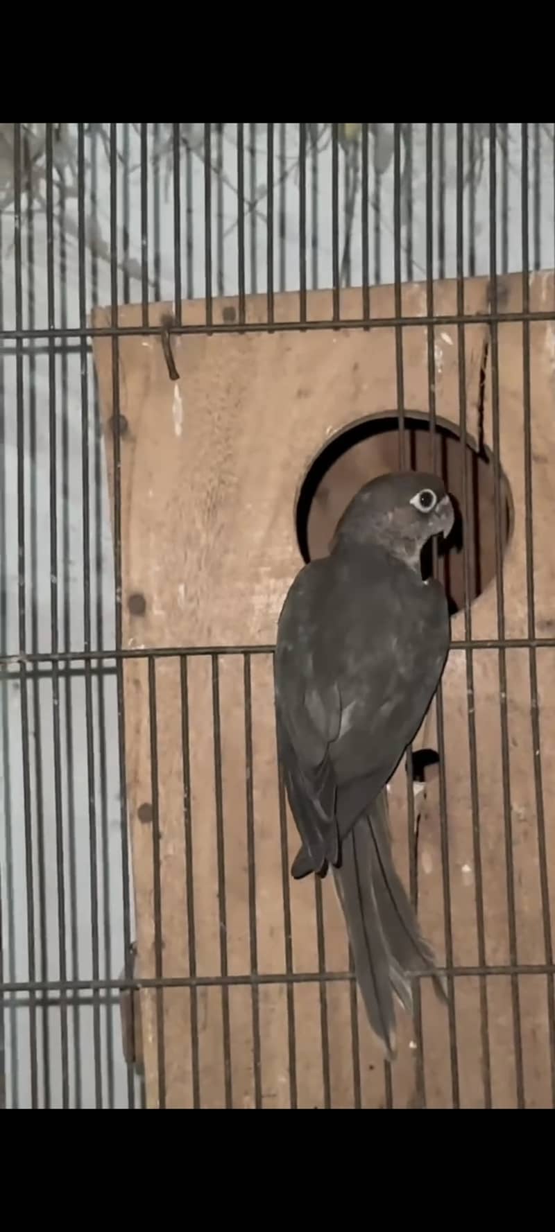 Birds 5