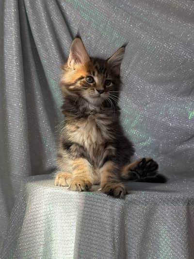 Maine Coon Kittens Available