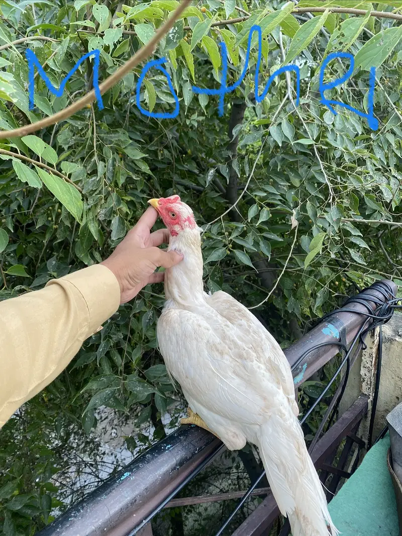 Argent sale heera — photo 2