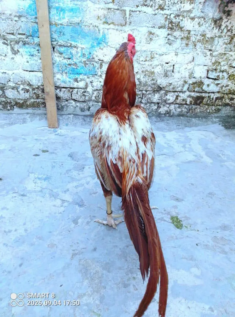 Aseel for sale — photo 3